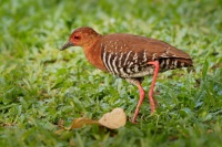 Chrastal rudonohy - Rallina fasciata - Red-legged Crake o6846